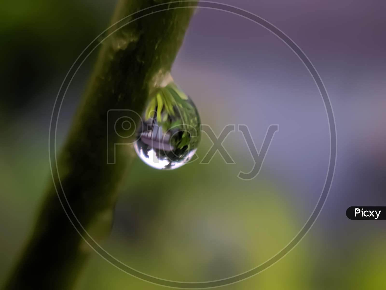 Image Of Green Leaves Plant Rain Water Droping Garden Rain Water Drop 