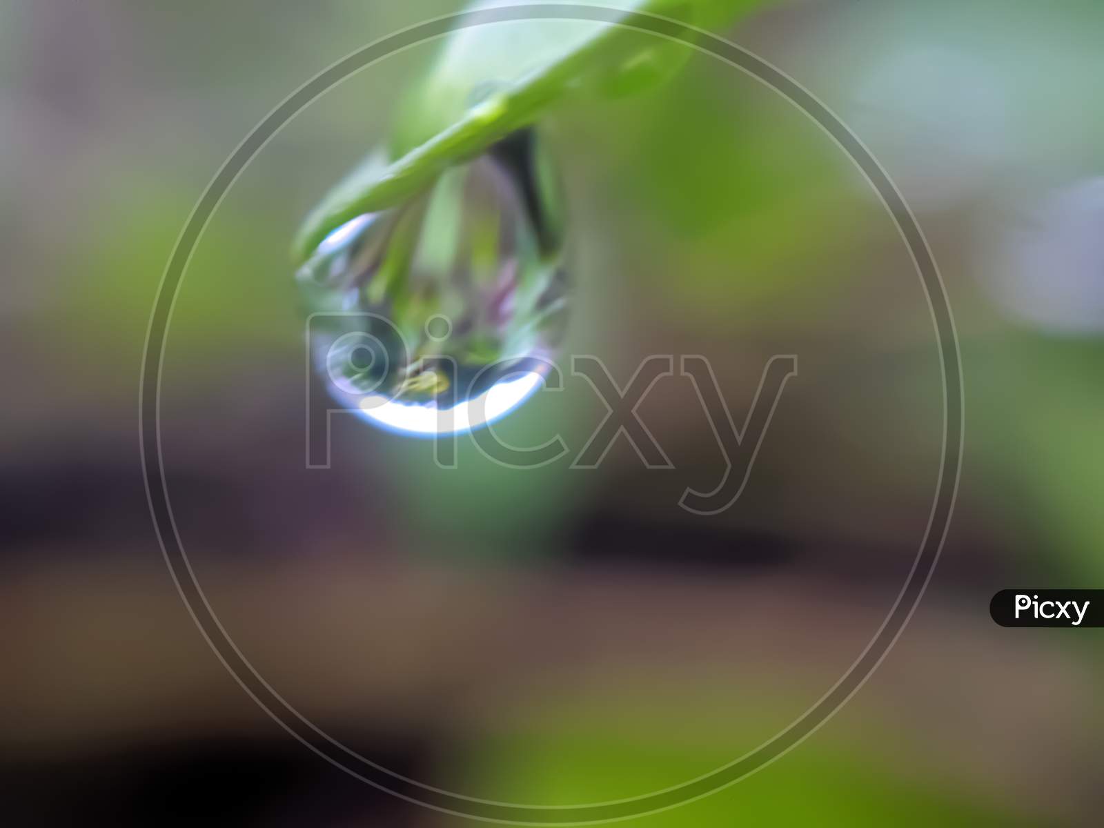 Image of green leaves plant rain water droping garden rain water drop ...