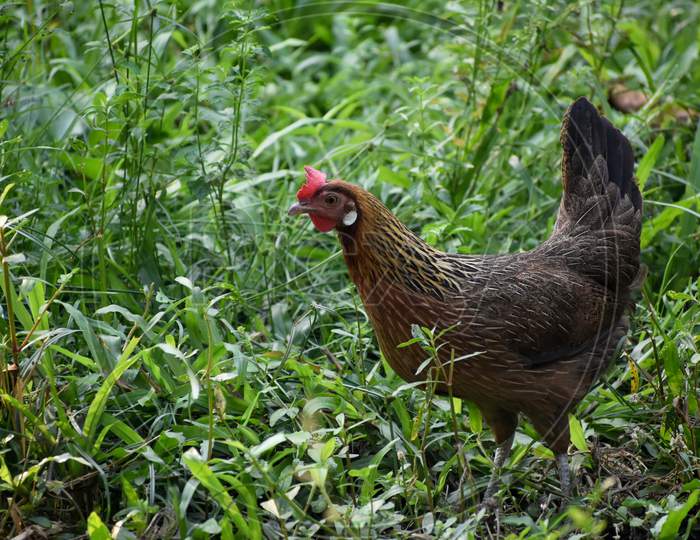 A Beautiful Leg Horn Chicken Is Grazing In Field