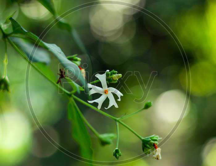 Night-Flowering Jasmine Or Parijat Or Hengra Bubar Or Shiuli