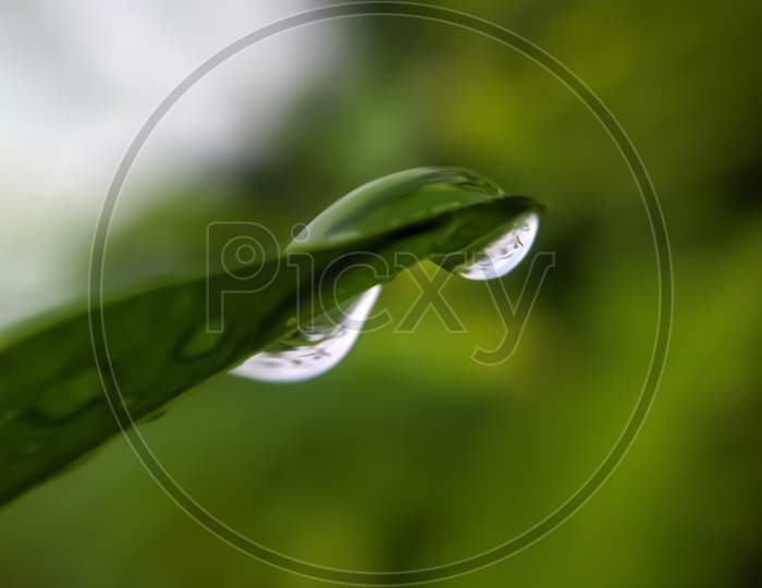 Image of green leaves plant rain water droping garden rain water drop ...