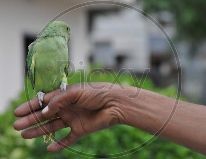 Indian ring neck