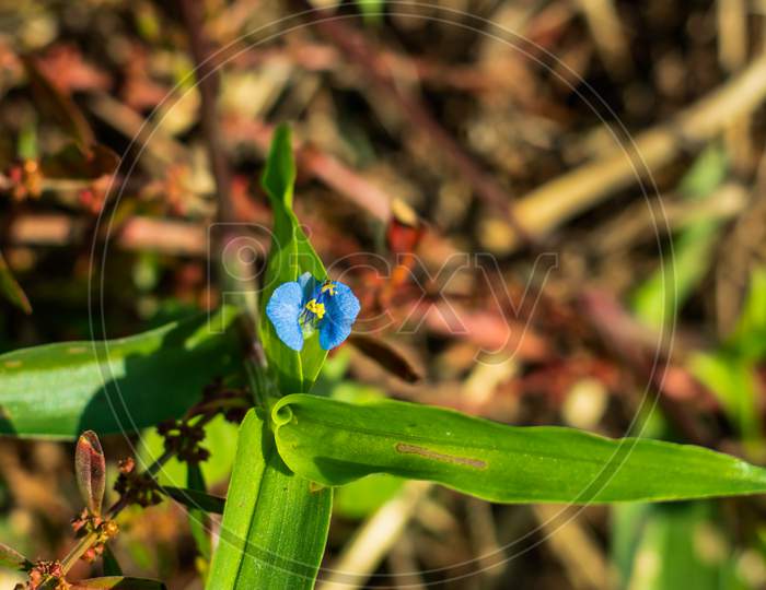 The Super Tiny Bright Blue Beautiful Grass Flower In The Home