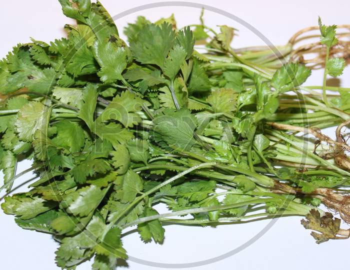 Chinese Parsley, Dhania Or Cilantro, Freshness Coriander Leaf with white background.
