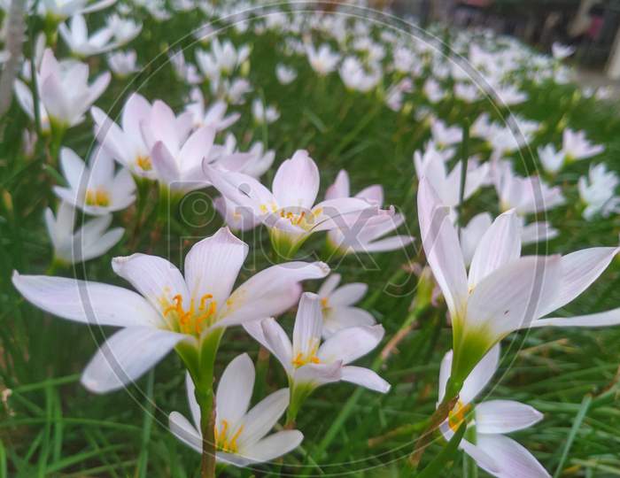 A bunch of white rain lily ,autumn zephyrlily ,fairy lily . scientific name is Zephyranthes candida.