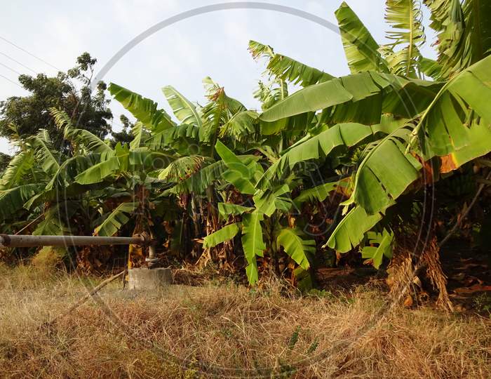 Banana tree farm