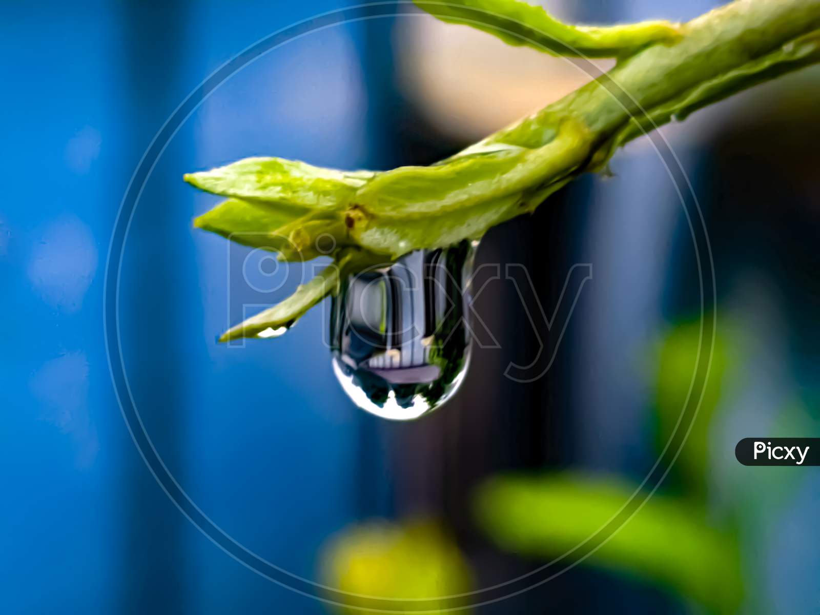 green leaves plant rain water droping garden rain water drop