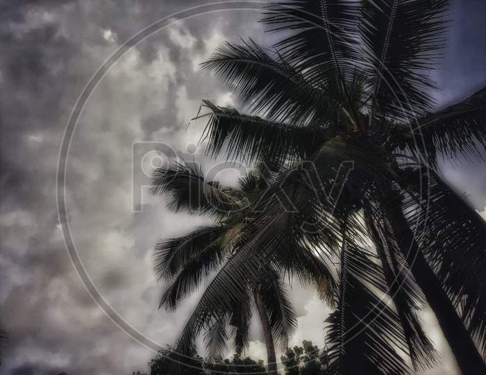 photo of two coconut tree.