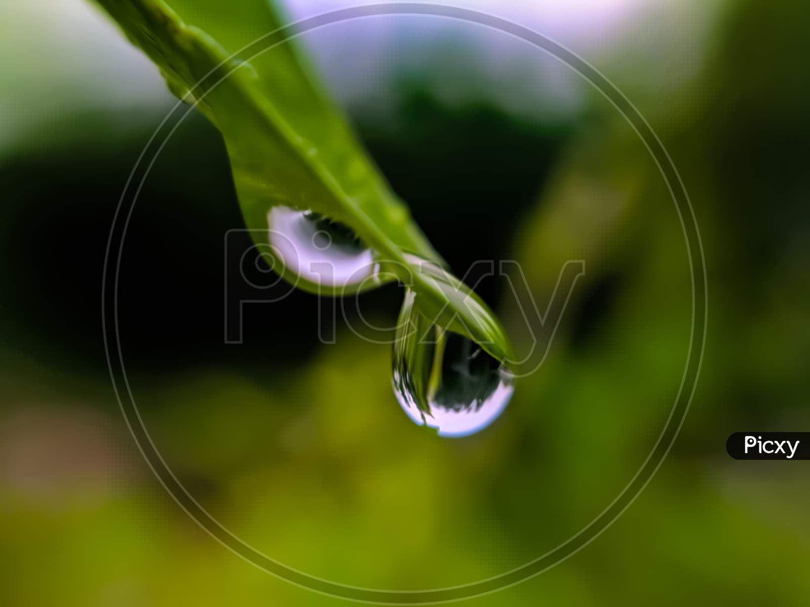 Image of green leaves plant rain water droping garden rain water drop ...