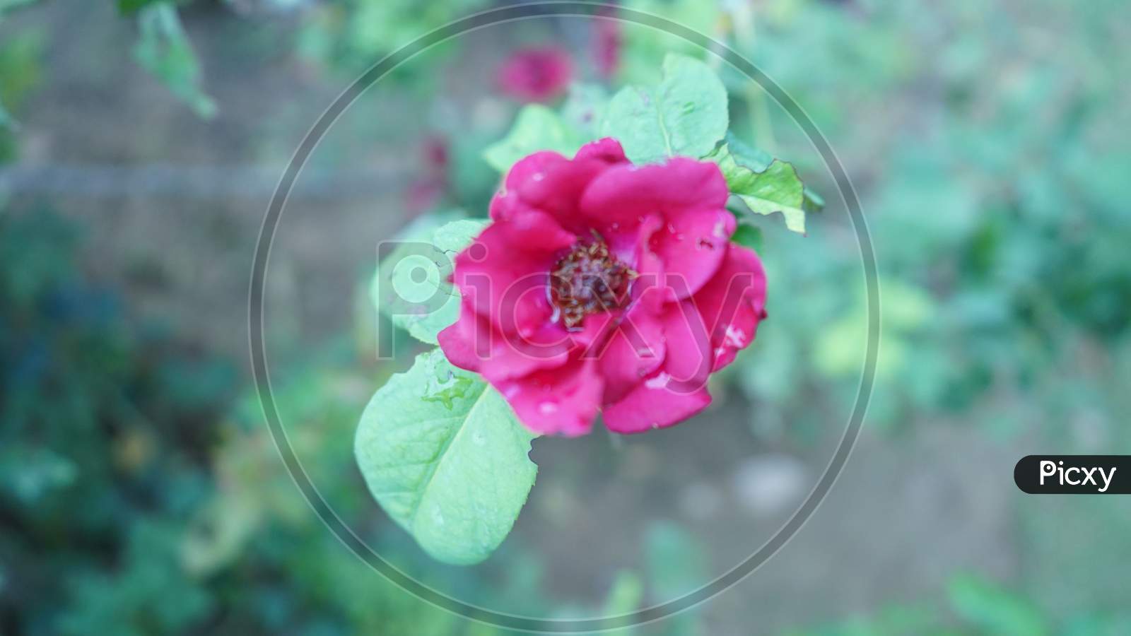 Pink beautiful rose