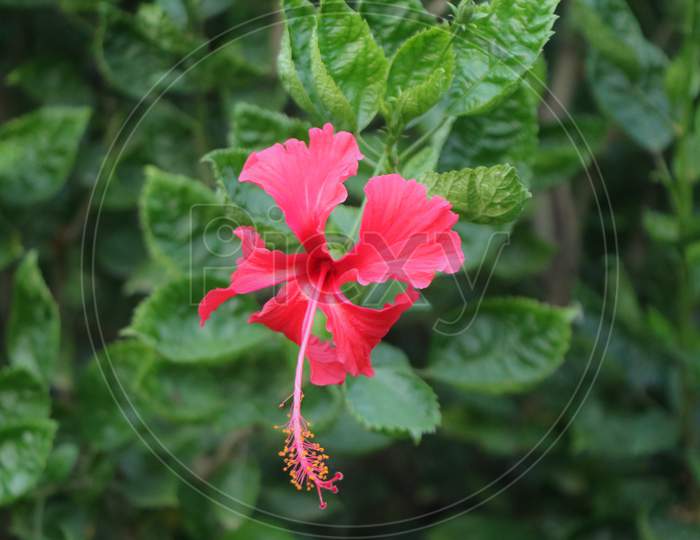 Natural Red flower,