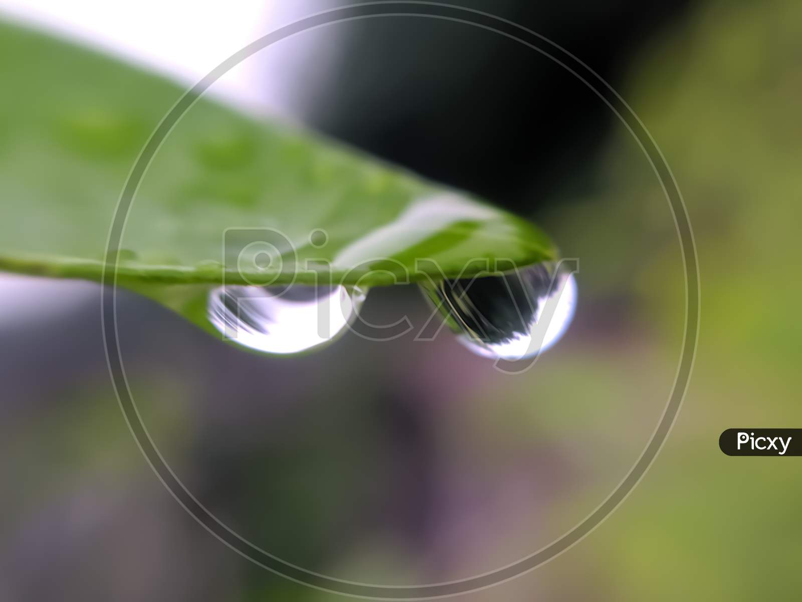 Image of green leaves plant rain water droping garden rain water drop ...