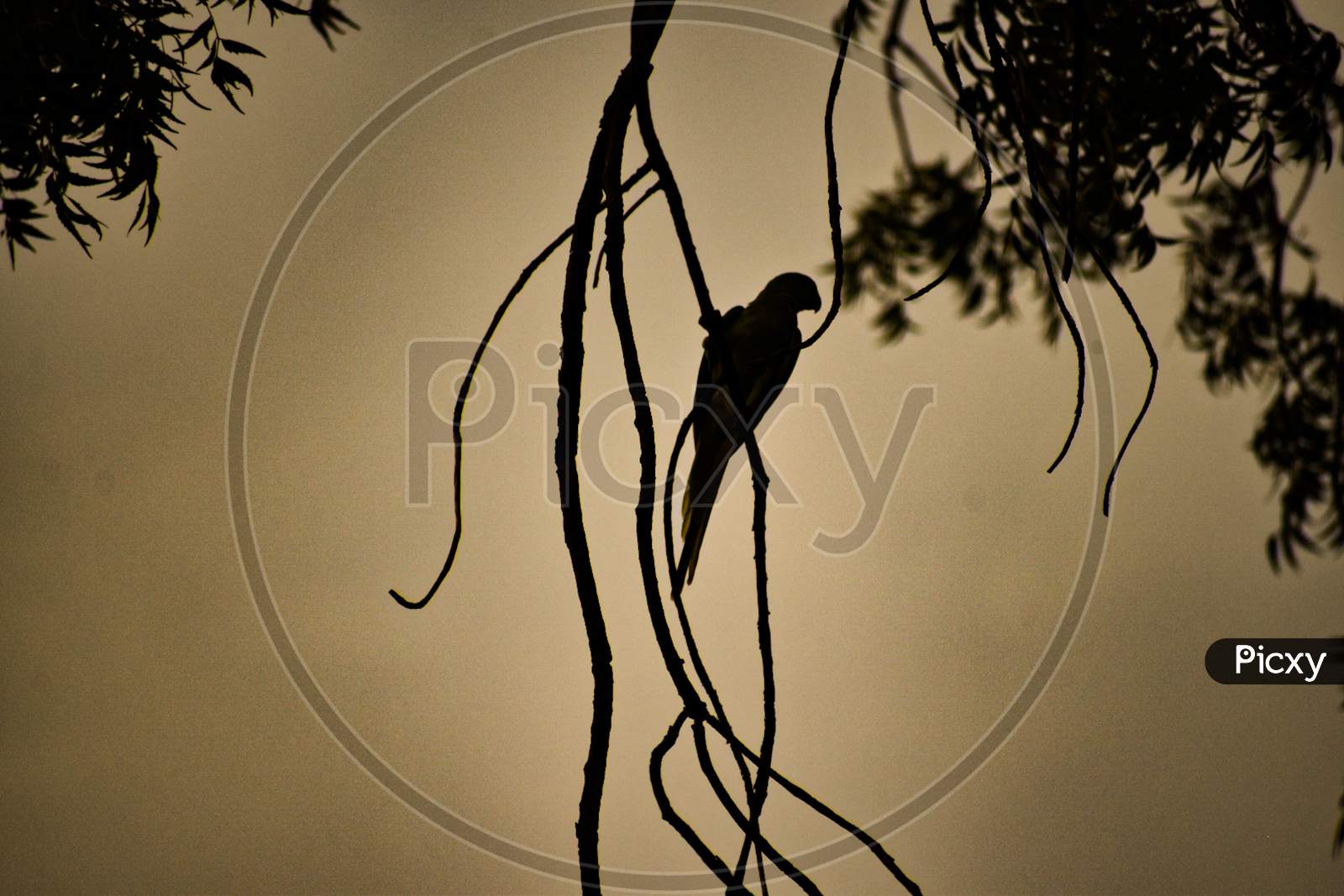 Silhouette Parrot sitting on a a branch