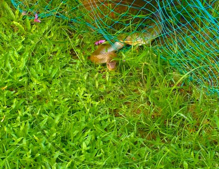 Snake Trapped in a net