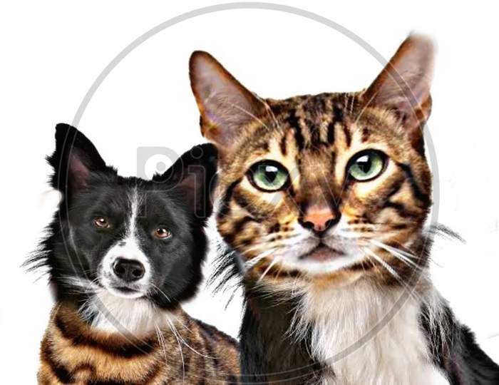 Cat and dog face swap, weird animals