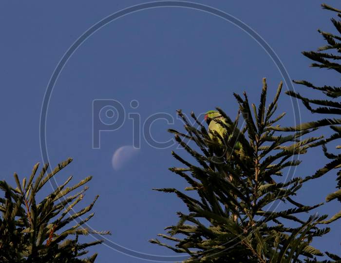 Parrot sit on a Gooseberries tree  at Srinagar Garhwal, in the northern Indian state of Uttarakhand, Nov. 8, 2020