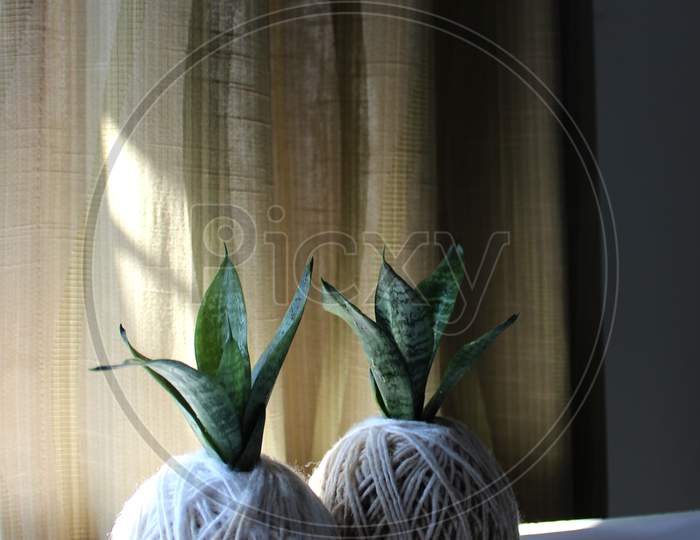 Snake Plant Planted with Kokedama Technique indoor shoot