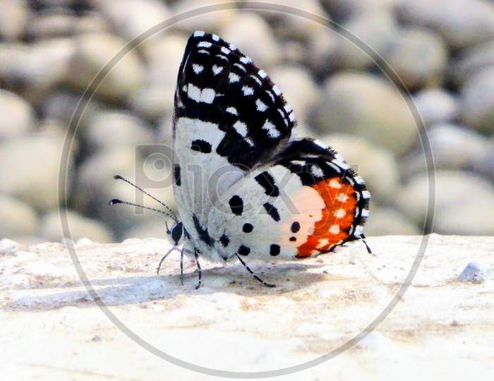 Butterfly closeup