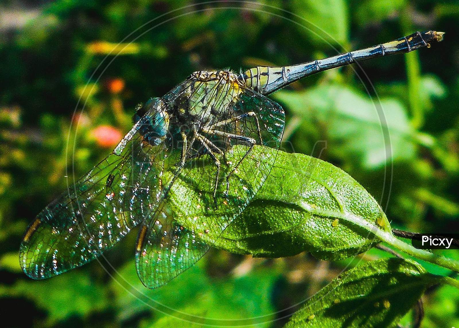 A macro shot of a dragon fly