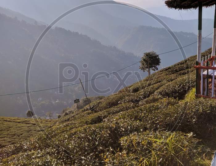 Tea plantation in afternoon