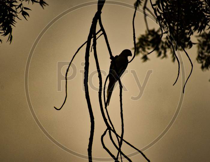 Silhouette Parrot sitting on a a branch
