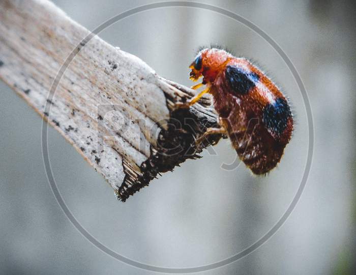 A macro shot of a wild of a beetle
