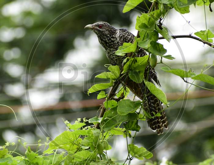 A female Asian koel bird perched on the branch of a tree.