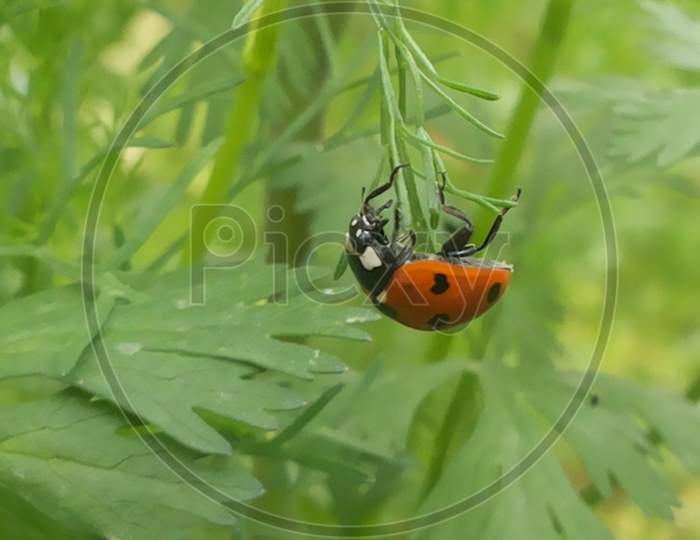 dinesh panwar, green, leaf , lady bug,