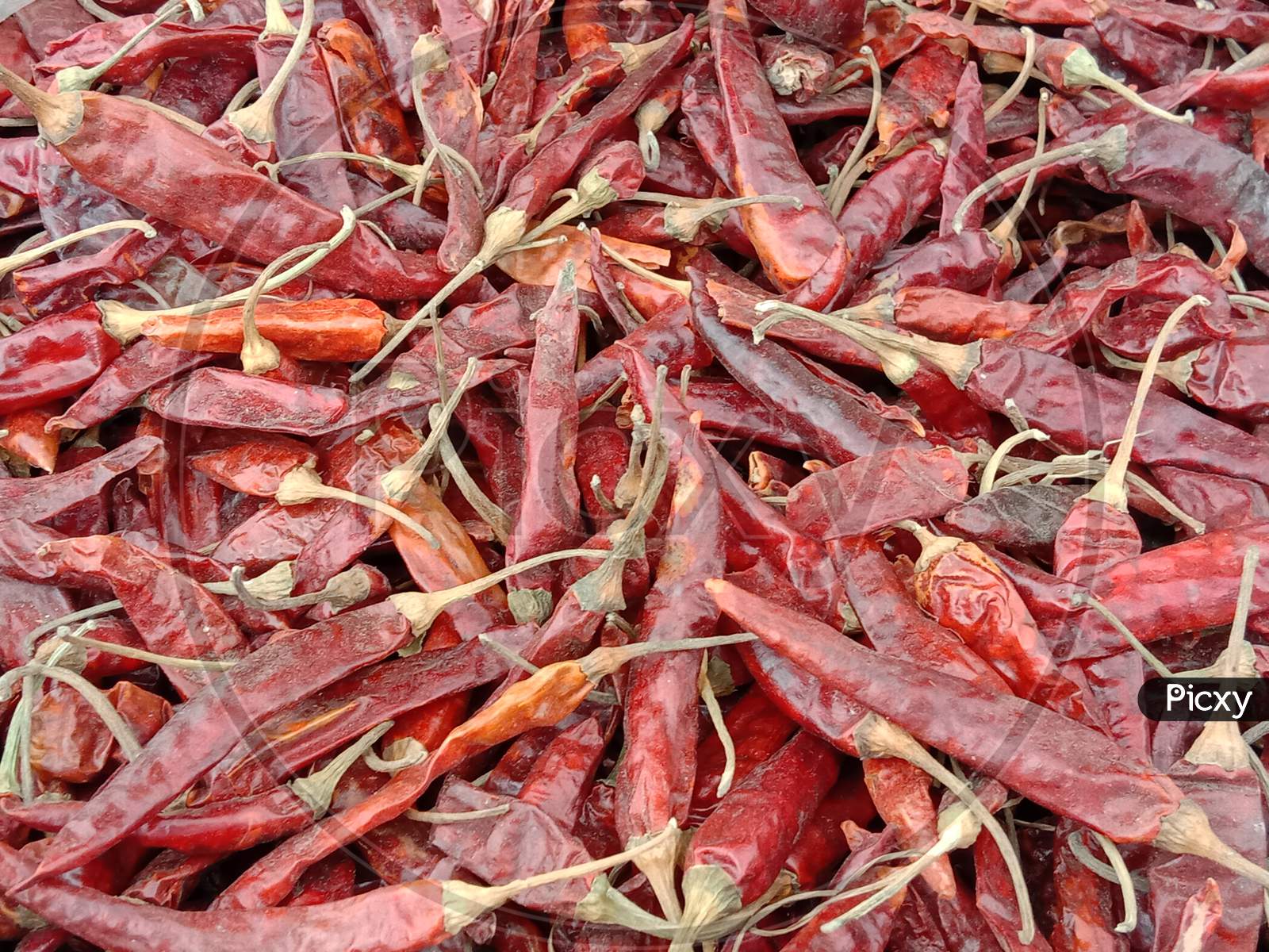 Spicy And Hot Dry Red Chilli Stock