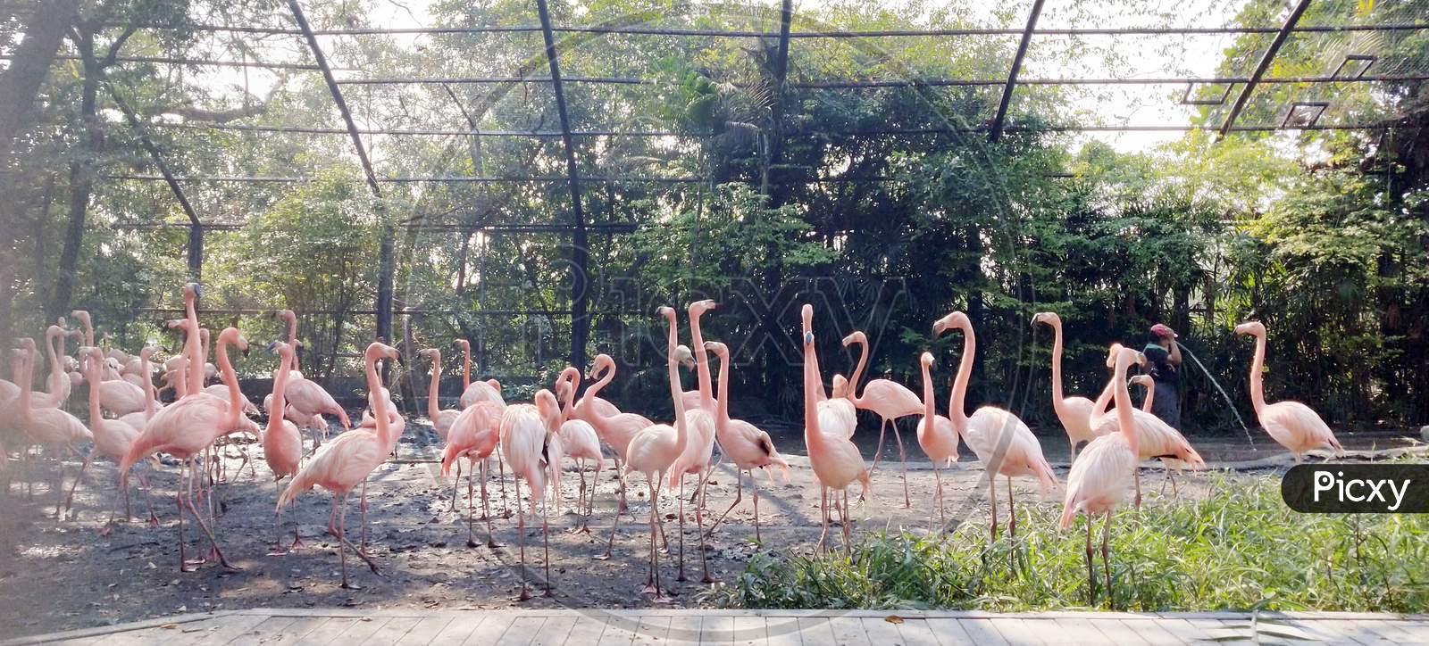 Flamingo in zoo