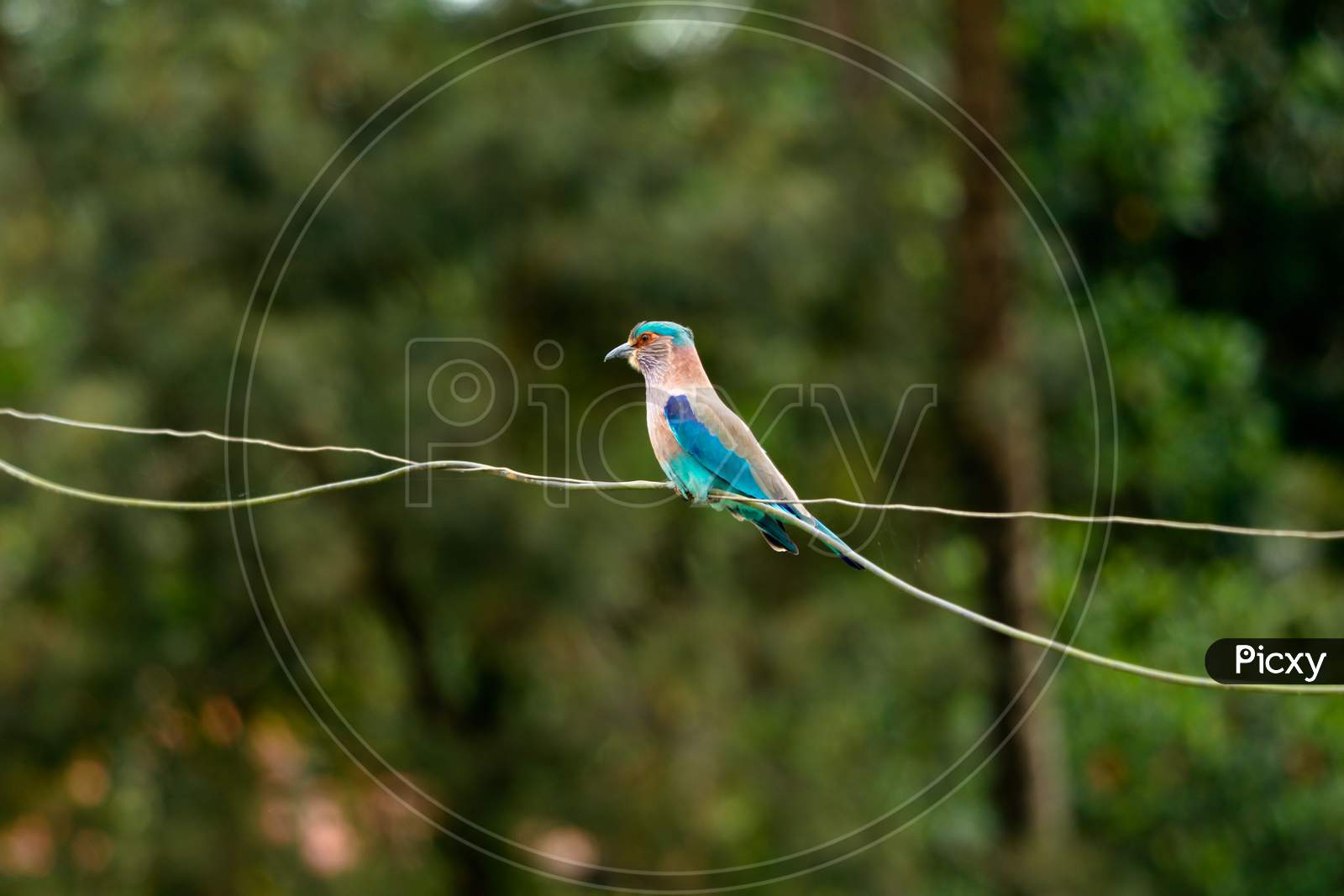Indian Roller Bird Sitting On A Cable