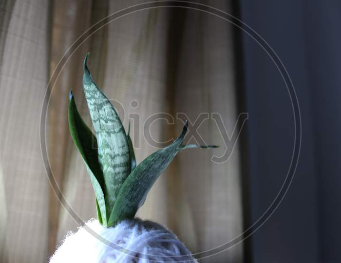 Snake Plant Planted with Kokedama Technique indoor shoot