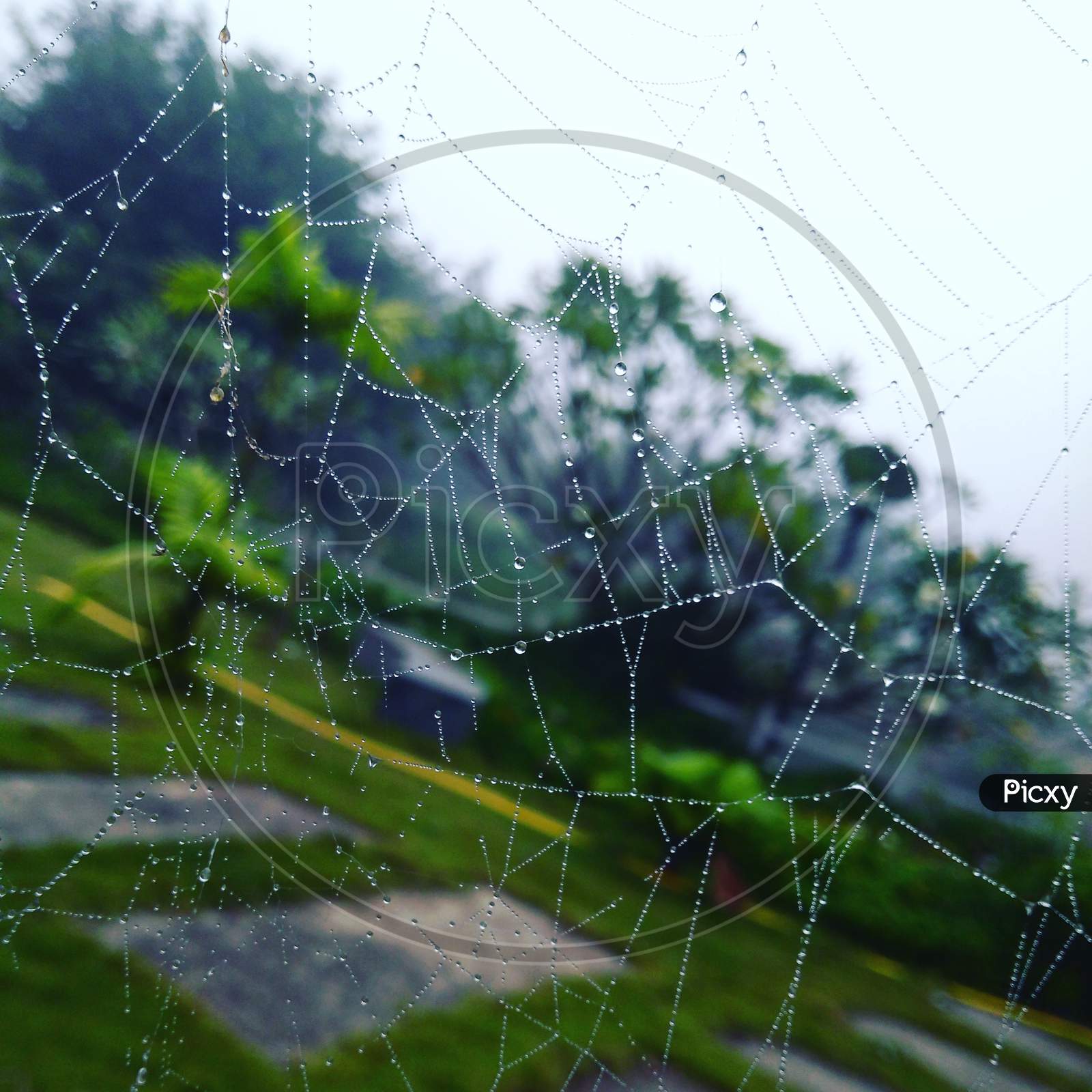 Dew drops on web