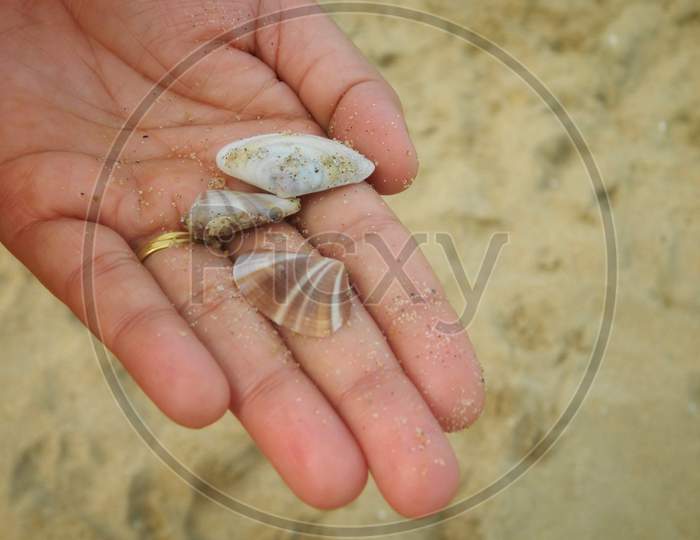 Shells in hand with beach sand in background blur