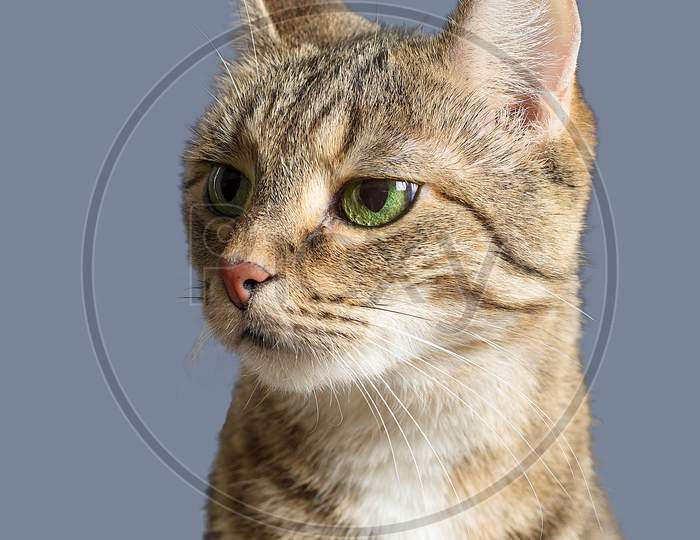 Portrait of a tabby domestic cat with  green eyes angry incredulous face isolated on a grey background