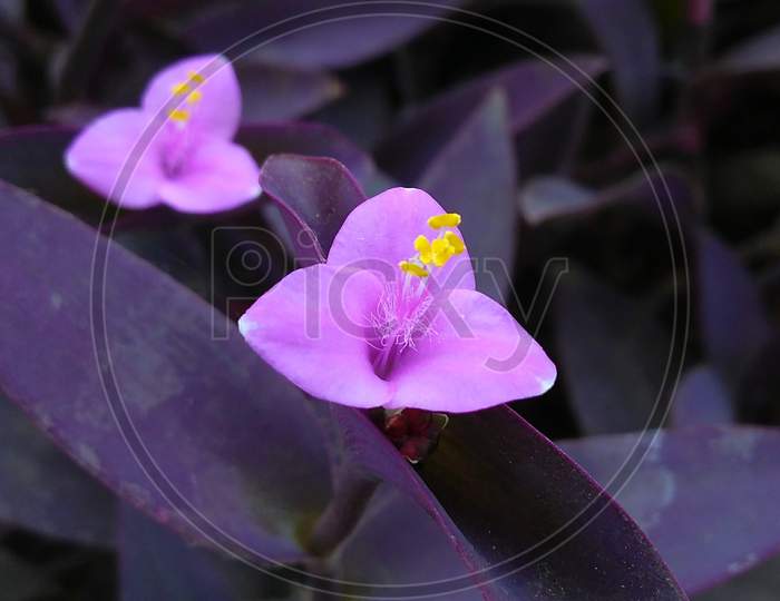 Purple Show Flowers