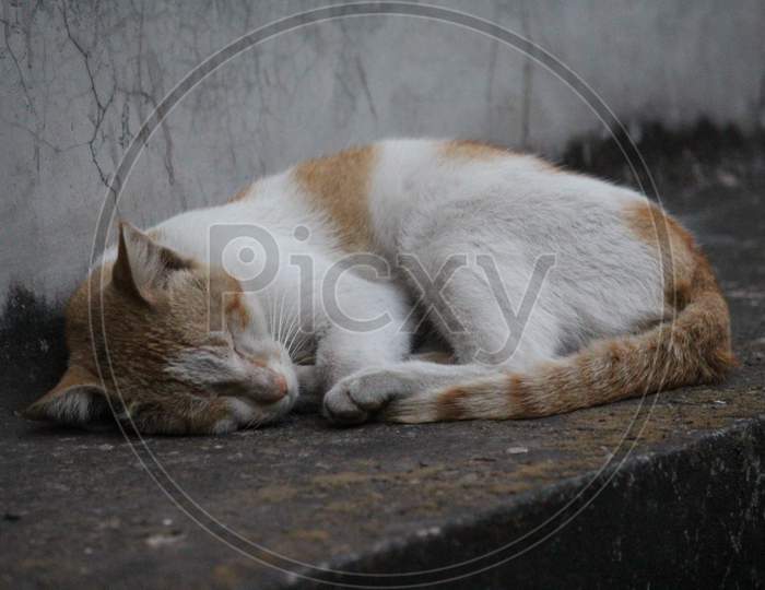 Indian Cat Photography
