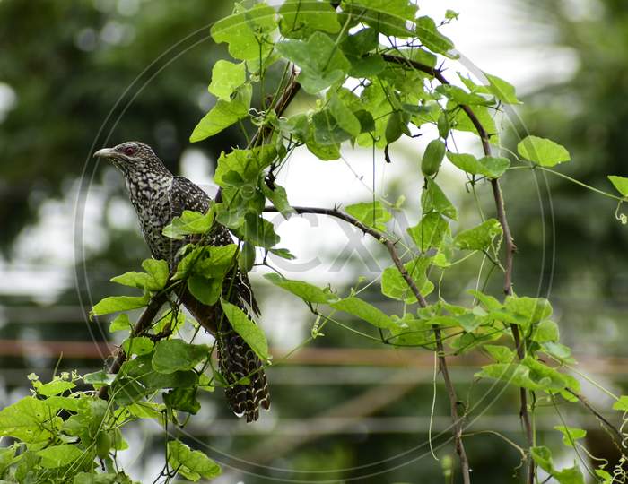 A landscape image of a female Asian koel bird perched on the branch of a tree.
