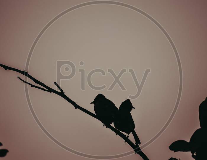 Two birds sitting together,silhouette