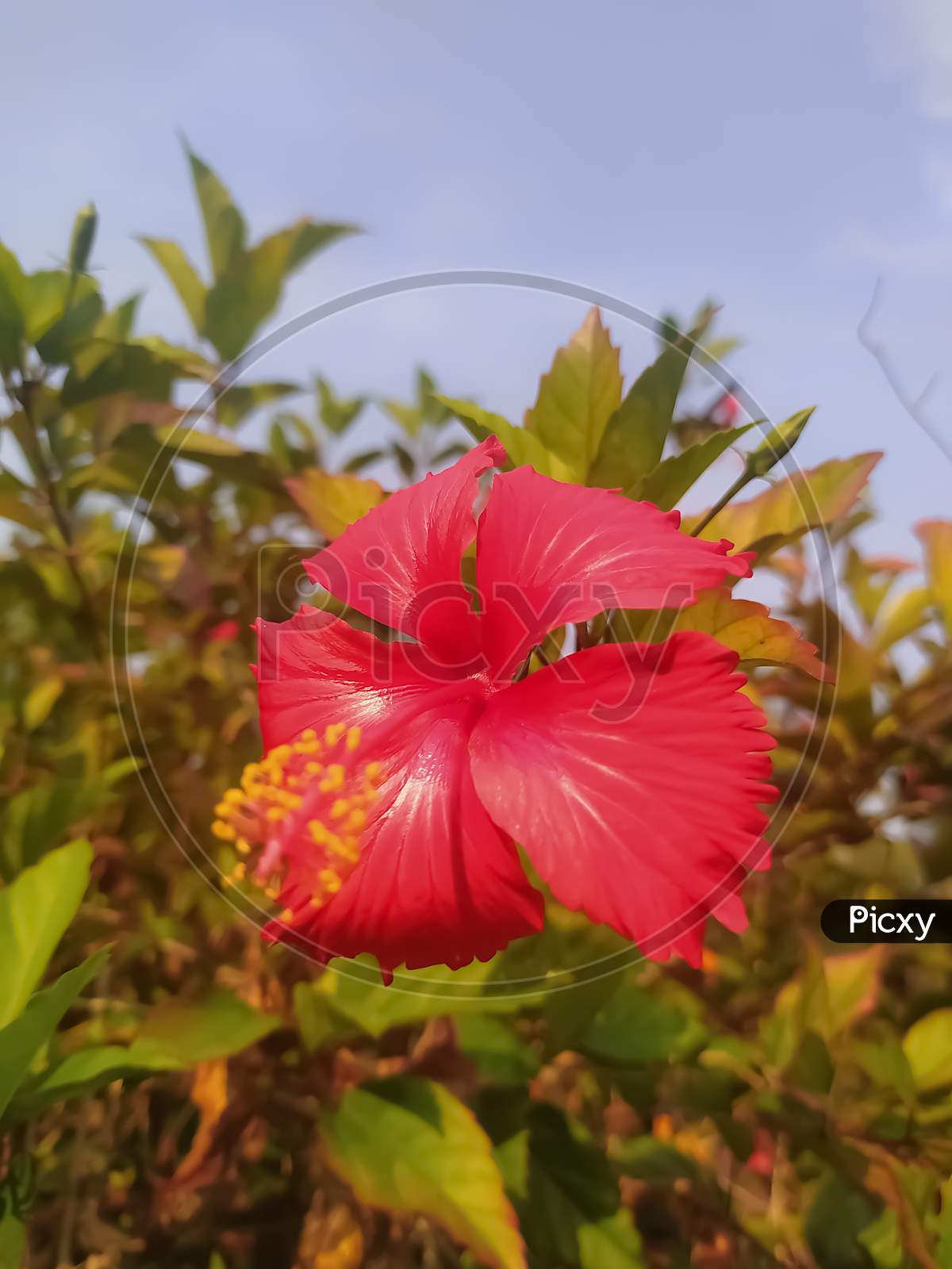 Red Hibiscus Flower Blur Background