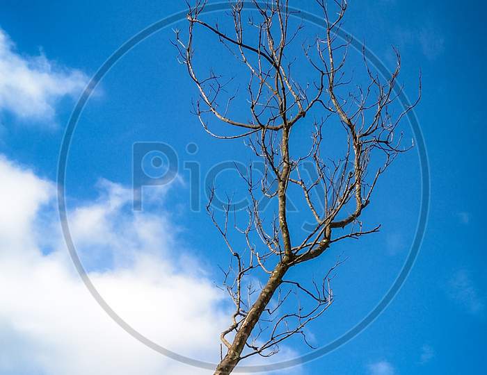 Leafless Dried Tree