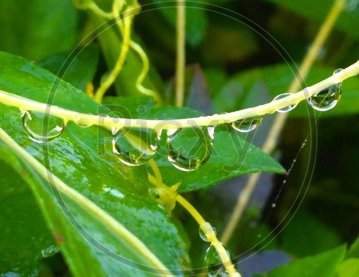Dew Drops on leaf string