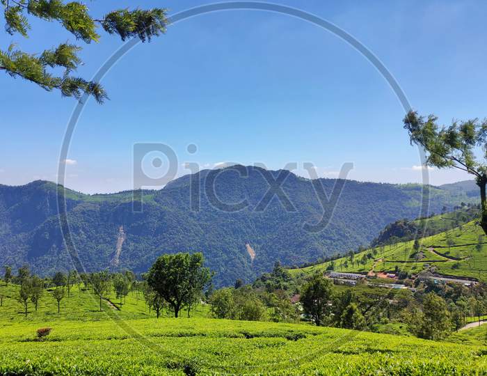 Tea plantation  in ooty