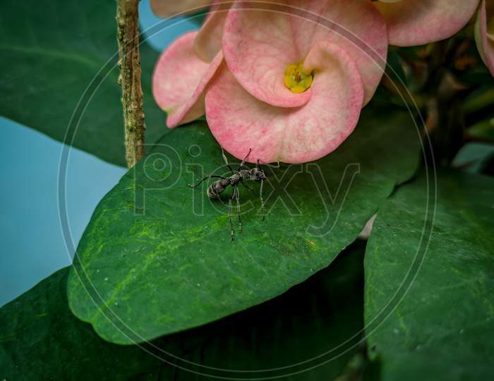 The picture of an insect on  a leaf