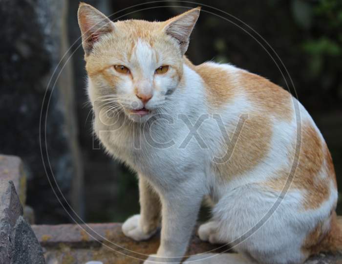 Indian Cat Photography