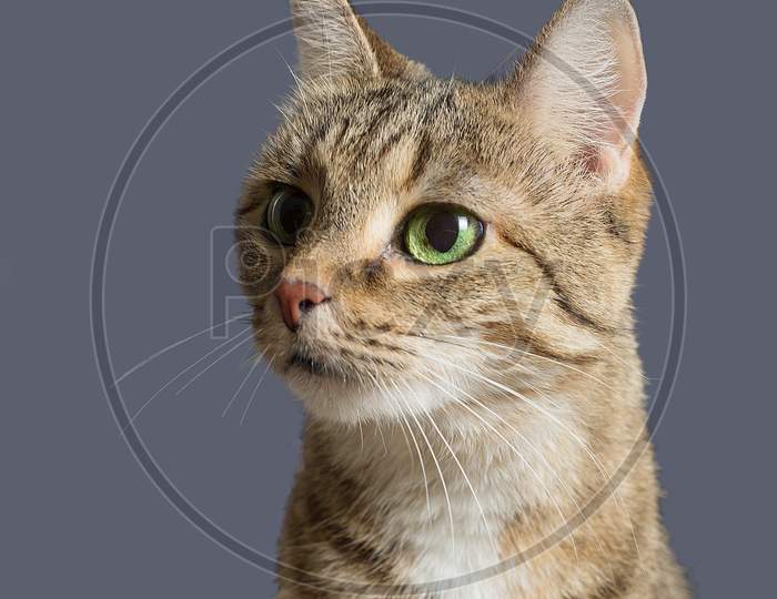 Portrait of a tabby domestic cat withgreen eyes isolated on a grey background