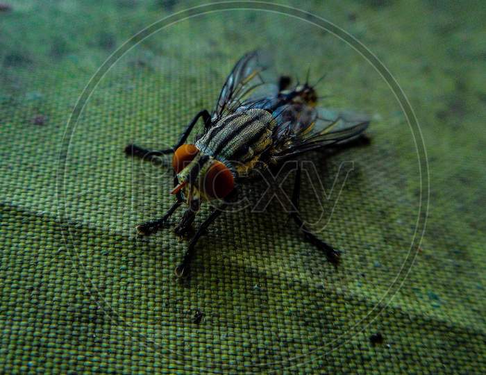 A macro shot of a wild fly.