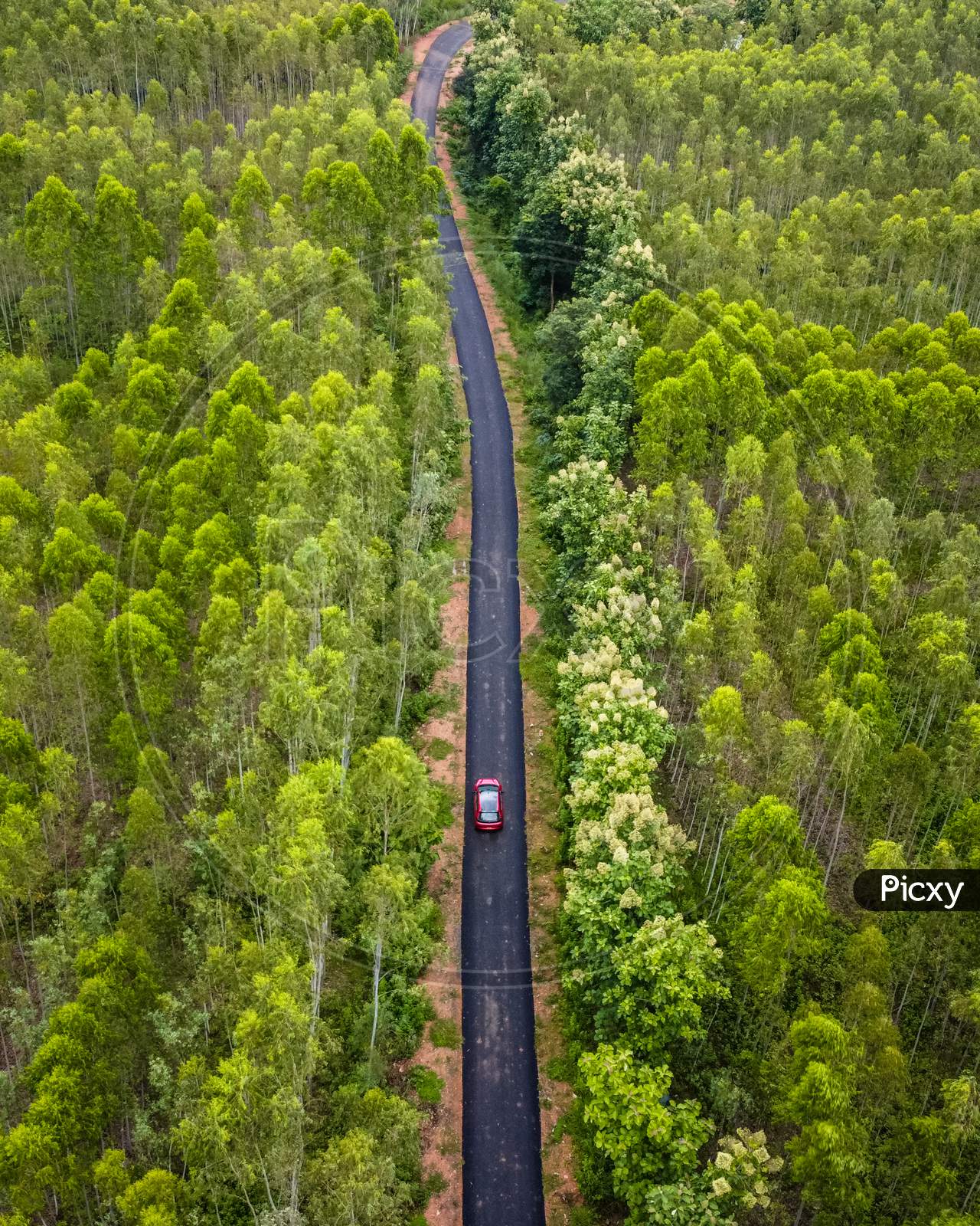 Aerial view of car travelling through the green woods