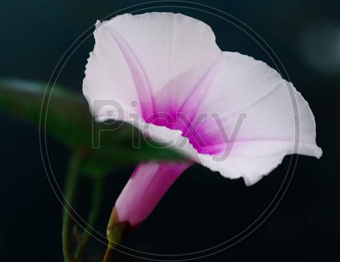 Flower Photography Macro