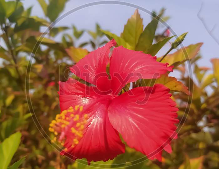 Red Hibiscus Flower Blur Background